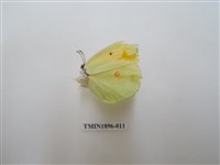 藏品(圓翅鉤粉蝶)的圖片